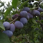 U Tej Cumiana