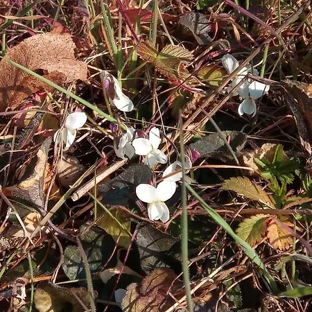 Panzió U Tej Cumiana