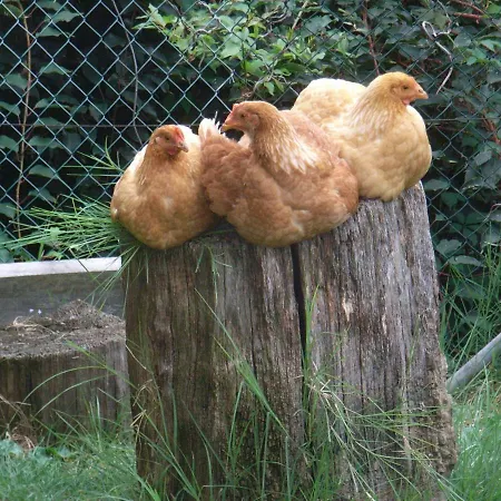 Bed & Breakfast U Tej 3*