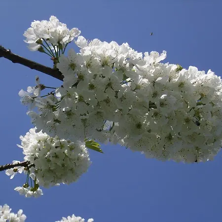 Bed & Breakfast U Tej Cumiana