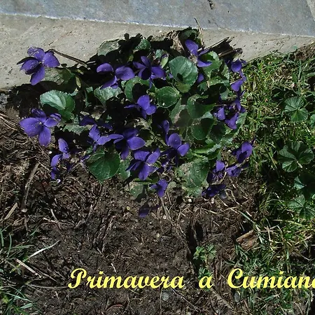 U Tej Panzió Cumiana