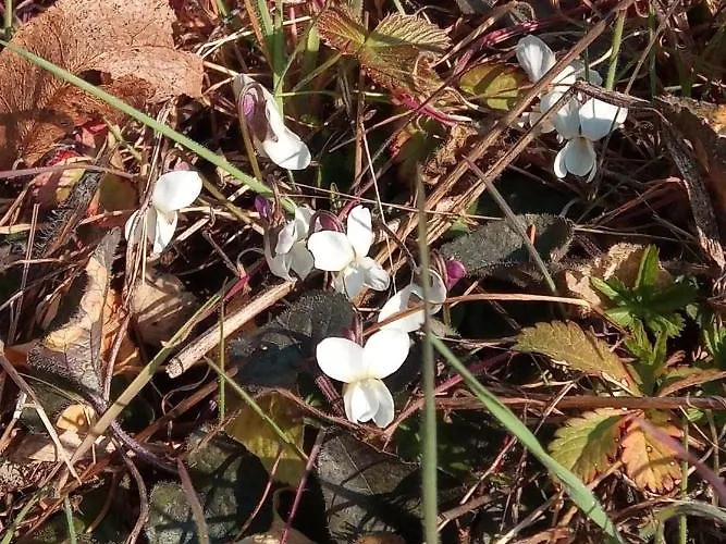 Oda ve Kahvaltı U Tej Cumiana
