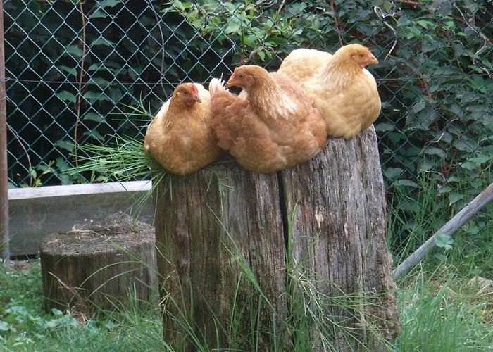 住宿加早餐酒店 U Tej 3*