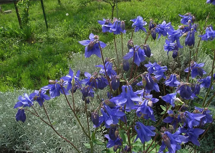 U Tej 住宿加早餐酒店 3*