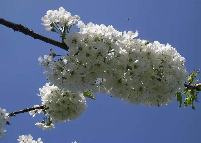Oda ve Kahvaltı U Tej Cumiana