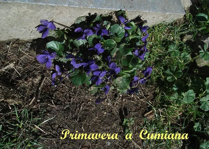 U Tej 住宿加早餐酒店 库米亚纳