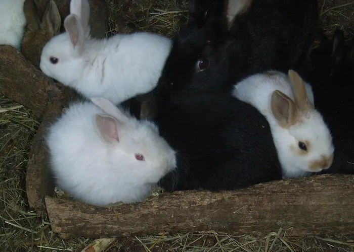 U Tej Oda ve Kahvaltı 3*