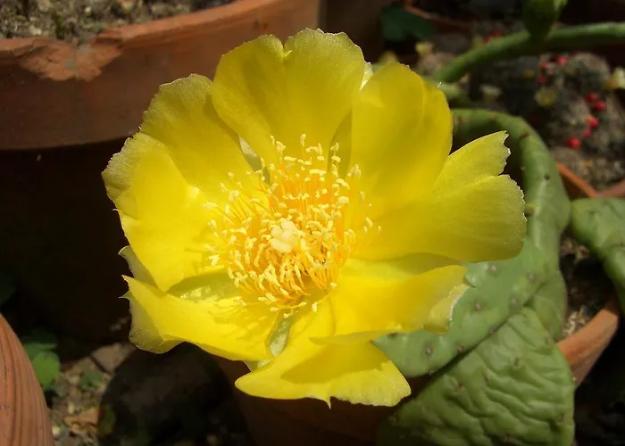 Oda ve Kahvaltı U Tej